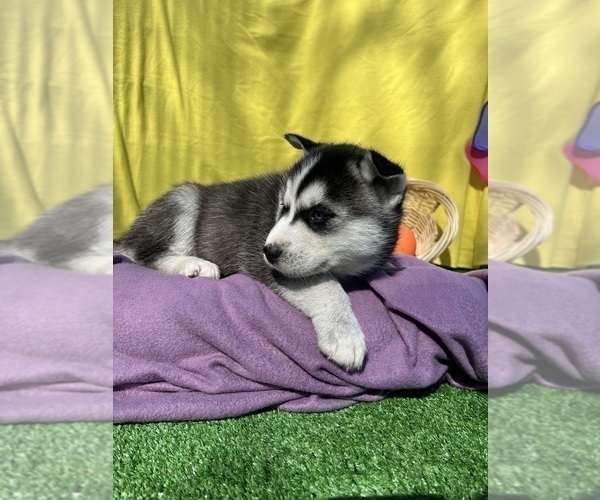 Medium Photo #16 Siberian Husky Puppy For Sale in DEARBORN, MO, USA