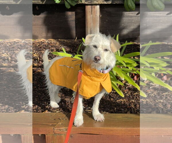 Medium Photo #6 Mutt Puppy For Sale in San Jose, CA, USA