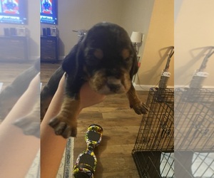 Black and Tan Coonhound Puppy for sale in DELTONA, FL, USA