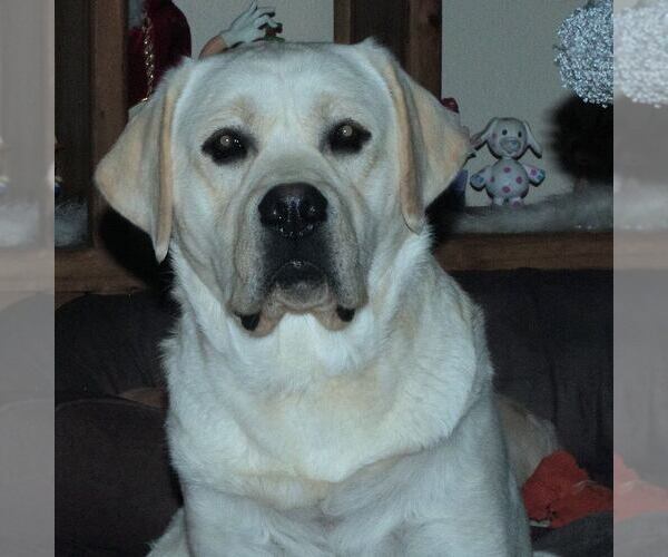 Medium Photo #1 Golden Labrador Puppy For Sale in FORT COLLINS, CO, USA
