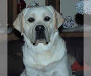 Father of the Golden Labrador puppies born on 10/31/2026
