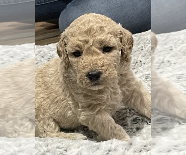 Medium Photo #1 Labradoodle Puppy For Sale in WOLFFORTH, TX, USA