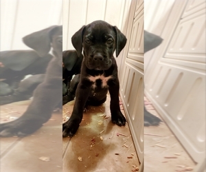 Cane Corso Puppy for sale in LAS VEGAS, NV, USA