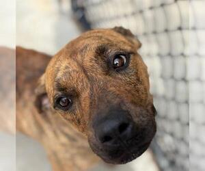 American Pit Bull Terrier Dogs for adoption in Tulsa, OK, USA