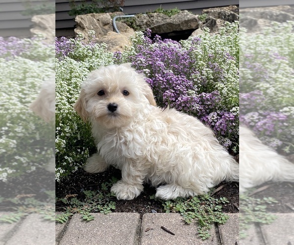 Medium Photo #4 Havanese Puppy For Sale in CANOGA, NY, USA