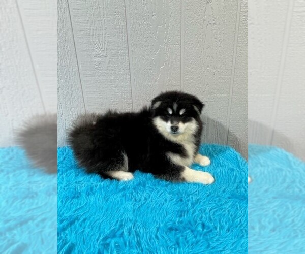 Medium Photo #15 Pomsky Puppy For Sale in BELLEVUE, IA, USA