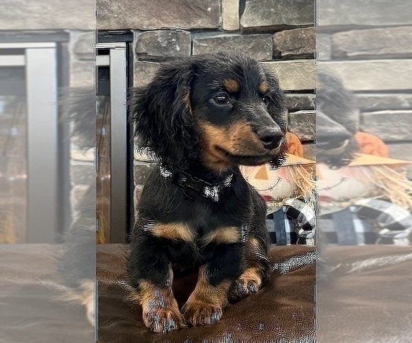 Medium Photo #6 Dachshund Puppy For Sale in NOBLESVILLE, IN, USA