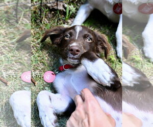 Australian Shepherd-Chihuahua Mix Dogs for adoption in Wakefield, RI, USA