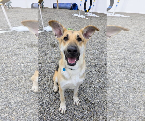 Medium Photo #4 German Shepherd Dog-Unknown Mix Puppy For Sale in Rockaway, NJ, USA