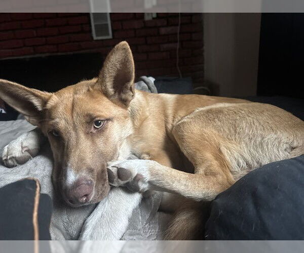 Medium Photo #1 German Shepherd Dog Puppy For Sale in Stockton, CA, USA