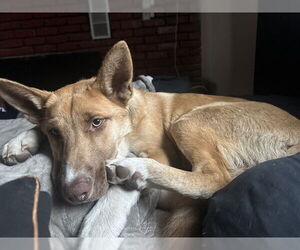 German Shepherd Dog Dogs for adoption in Stockton, CA, USA