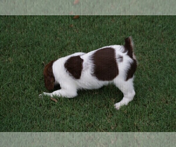 Medium Photo #5 Brittany Puppy For Sale in HAMILTON, GA, USA