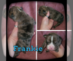 Small Photo #5 Olde English Bulldogge Puppy For Sale in WHEELER, MI, USA