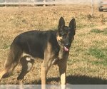 Small Photo #2 German Shepherd Dog Puppy For Sale in Rockdale, TX, USA