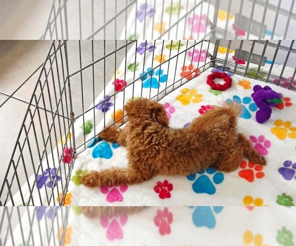 Medium Photo #14 Cavapoo mix (+ Poodle Miniature) Puppy For Sale in ORO VALLEY, AZ, USA
