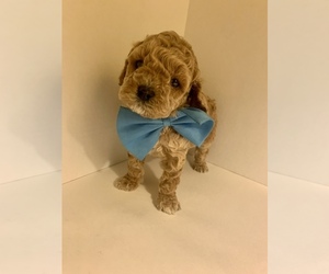 Goldendoodle (Miniature) Puppy for sale in NEWTON, MA, USA