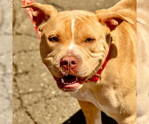 Saleta - Female Mutt Dog for Adoption - Photo #6