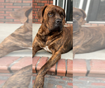 Small Photo #1 Cane Corso Puppy For Sale in FAYETTEVILLE, NC, USA