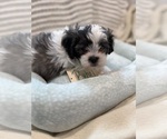 Small #3 Poodle (Miniature)-Zuchon Mix