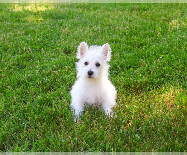 Medium Photo #6 West Highland White Terrier Puppy For Sale in SYRACUSE, IN, USA