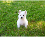Small #5 West Highland White Terrier