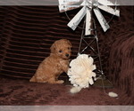 Small #5 Poodle (Toy)
