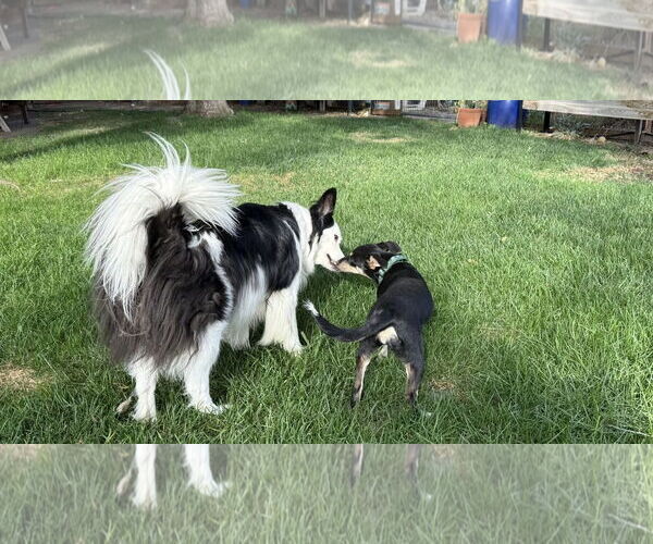 Medium Photo #4 Mutt Puppy For Sale in Davis, CA, USA