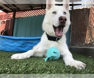 Horchata - Male Huskies -Siberian Husky Mix Dog for Adoption - Photo #7
