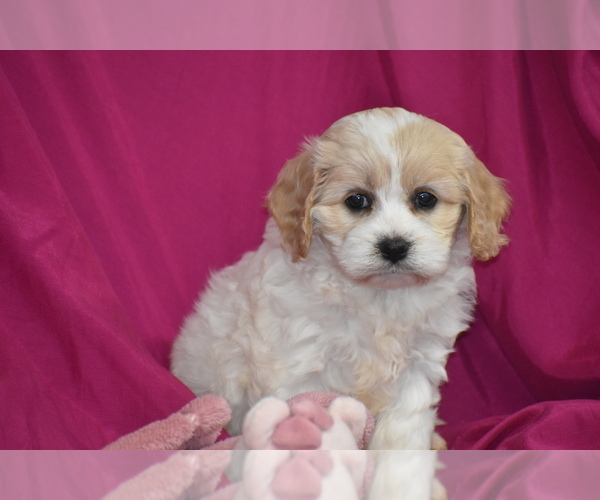 Medium Photo #3 Cavachon Puppy For Sale in ELDORADO, OH, USA