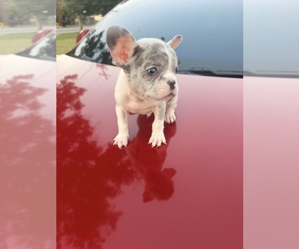 Medium Photo #3 French Bulldog Puppy For Sale in RADCLIFF, KY, USA