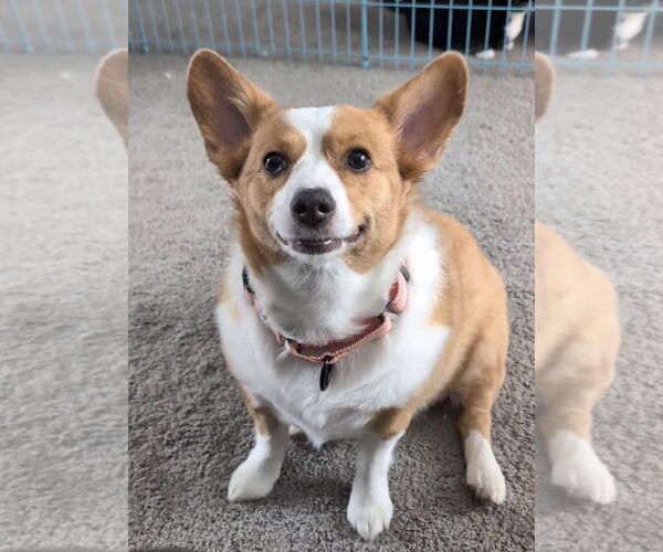 Medium Photo #3 - Mix Puppy For Sale in Omaha, NE, USA