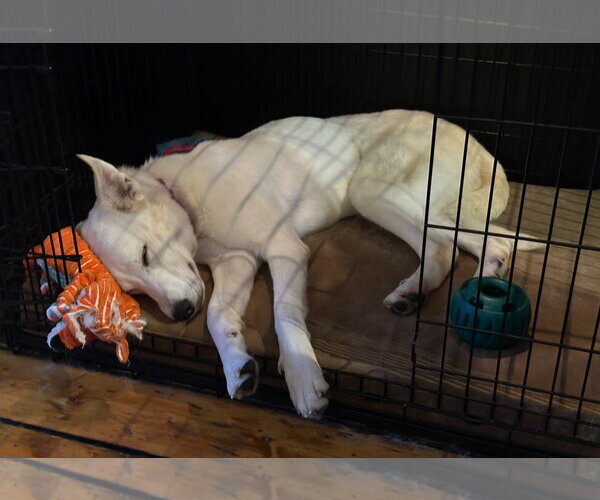 Medium Photo #2 Great Pyrenees-Unknown Mix Puppy For Sale in Croydon, NH, USA