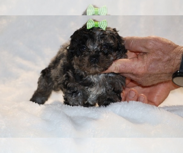 Medium Photo #5 ShihPoo Puppy For Sale in DYERSBURG, TN, USA
