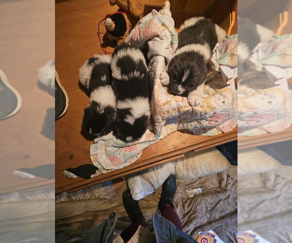 Medium Photo #13 Newfoundland Puppy For Sale in SPRAGUE, WA, USA