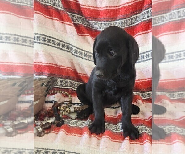 Medium Photo #7 Labrador Retriever Puppy For Sale in MERIDEN, KS, USA