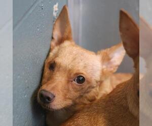 Chihuahua-Unknown Mix Dogs for adoption in San Antonio, TX, USA
