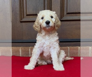 Doodle-Goldendoodle Mix Dog for Adoption in YADKINVILLE, North Carolina USA