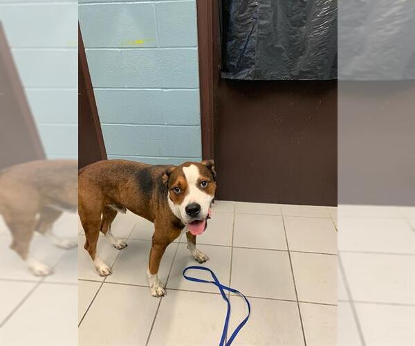 Medium Photo #1 American Bulldog-Unknown Mix Puppy For Sale in Corpus Christi, TX, USA