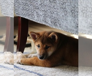 Shiba Inu Puppy for sale in CHASKA, MN, USA