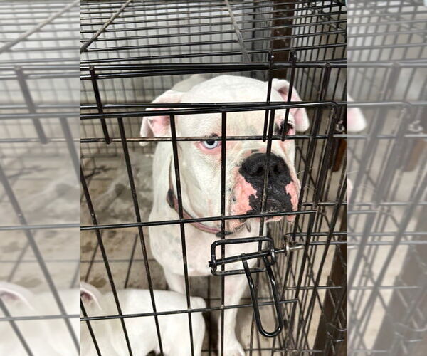 Medium Photo #4 Boxer Puppy For Sale in Austin, TX, USA