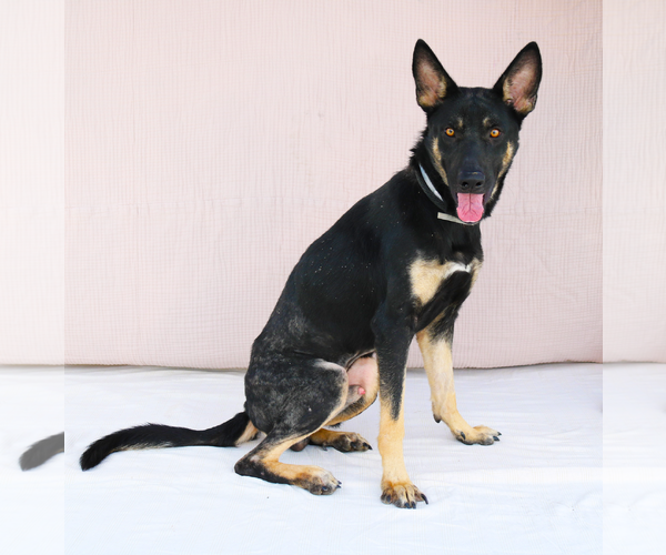 Medium Photo #1 German Shepherd Dog Puppy For Sale in Pasadena, CA, USA