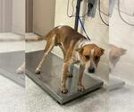 NORTON - Male Mutt Dog for Adoption - Small photo