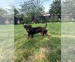 Small #1 Dachshund Mix