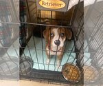 Small Photo #7 Bogle Puppy For Sale in Oakhurst, NJ, USA