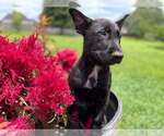 Small #1 Mutt