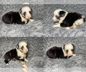 Miniature Australian Shepherd Puppy for sale in BROOKER, FL, USA