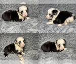 Image preview for Ad Listing. Nickname: Blue Merle male