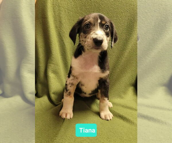 Medium Photo #1 Mutt Puppy For Sale in Richmond, IN, USA