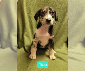 Mutt Dogs for adoption in Richmond, IN, USA