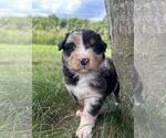 Small #8 Australian Shepherd